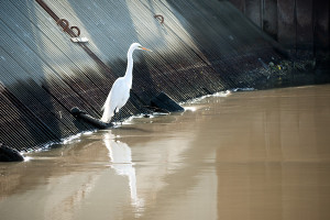 Egret Fishing, Mayfield Slough